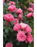 Роза флорибунда Леонардо да Винчи (розовая) | Троянда флорібунда Леонардо да Вінчі (рожева) | Rosa floribunda Leonardo da Vinci (pink)